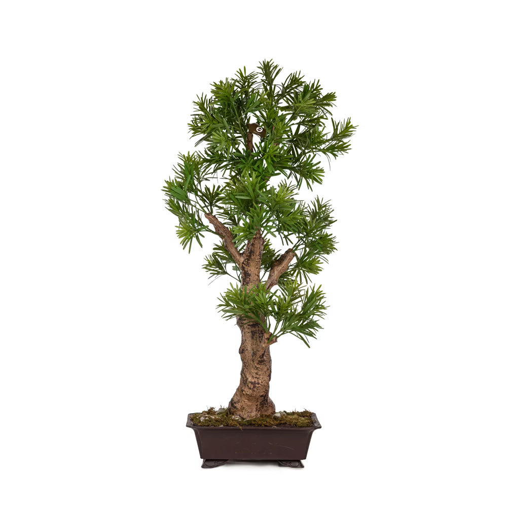 Yapay Saksılı Podocarpus Bonsai Ağaç 85 cm - Görsel 1