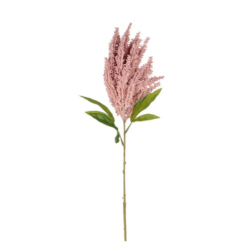 Astilbe - Görsel 1