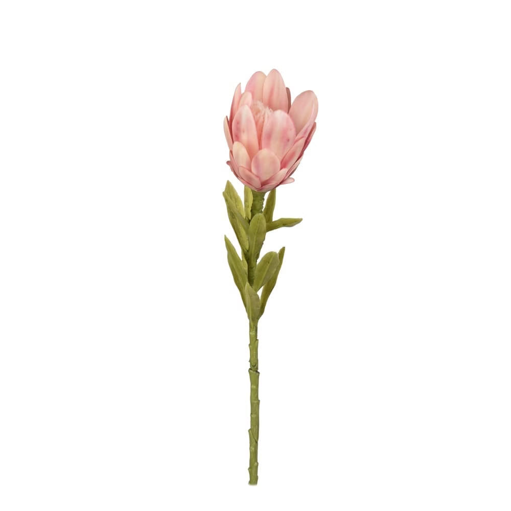 Pembe Protea - Görsel 1