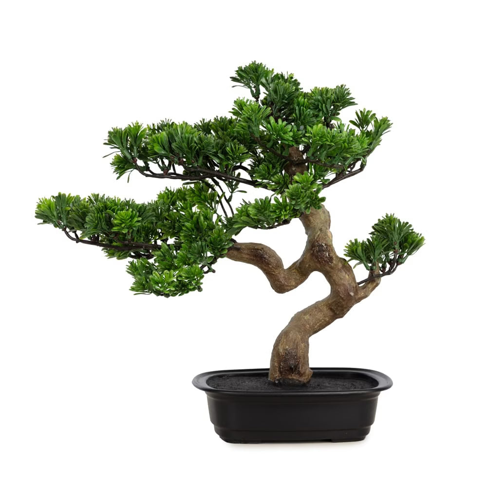 Podocarpus Bonsai 42 CM - Görsel 1