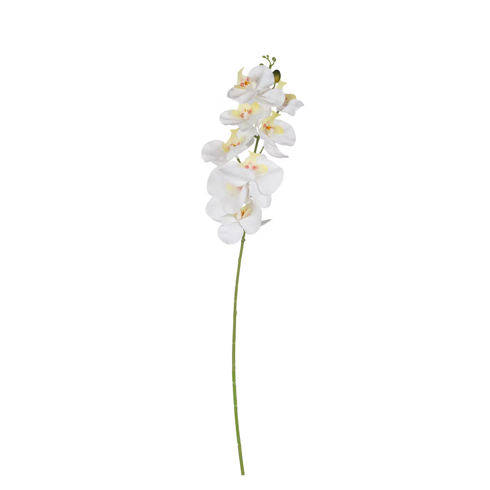 Phalaenopsis Beyaz Orkide  - Görsel 1