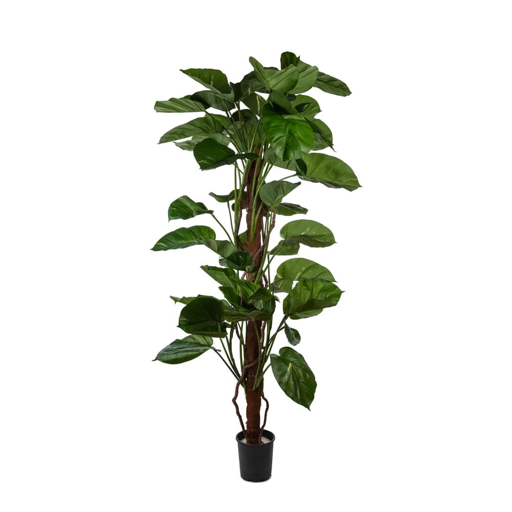 Yapay Pathos Ağaç 180 cm - Görsel 1