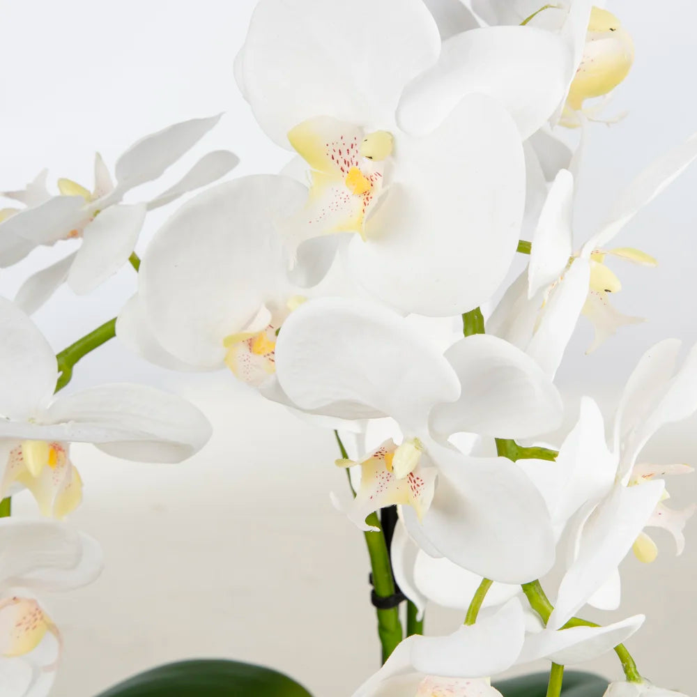 Beyaz Orkide Aranjmanı – Bleu Blanc Seramik Saksıda