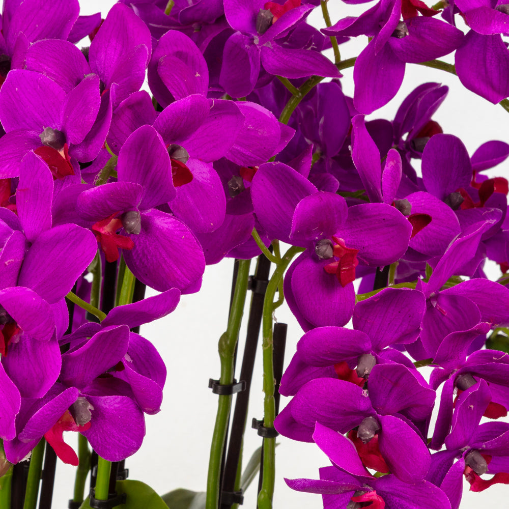 Metal Saksı Islak Dokulu Fuşya Orkide Aranjman