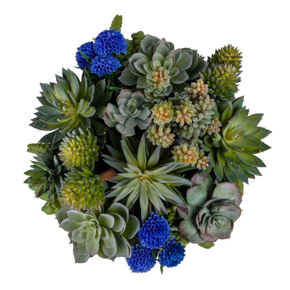 Bleu Blanc Vazo Sukulent Aranjman