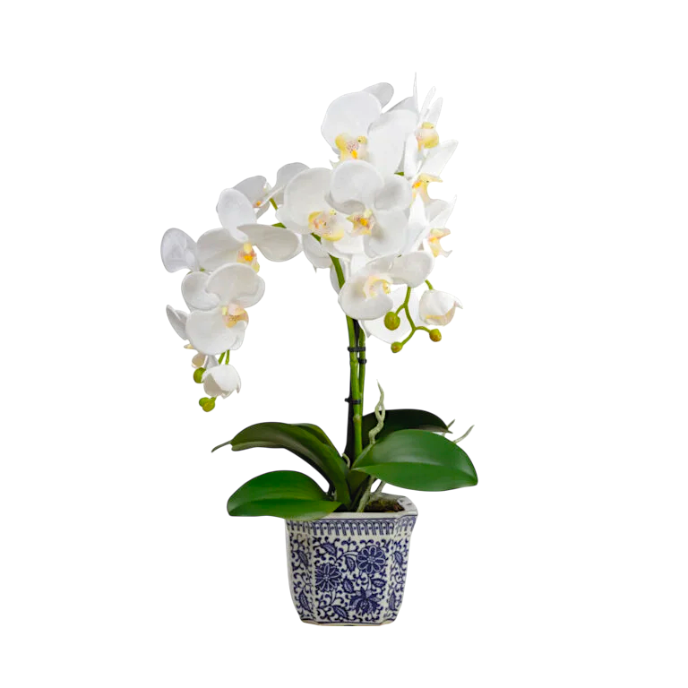 Beyaz Orkide Aranjmanı – Bleu Blanc Seramik Saksıda