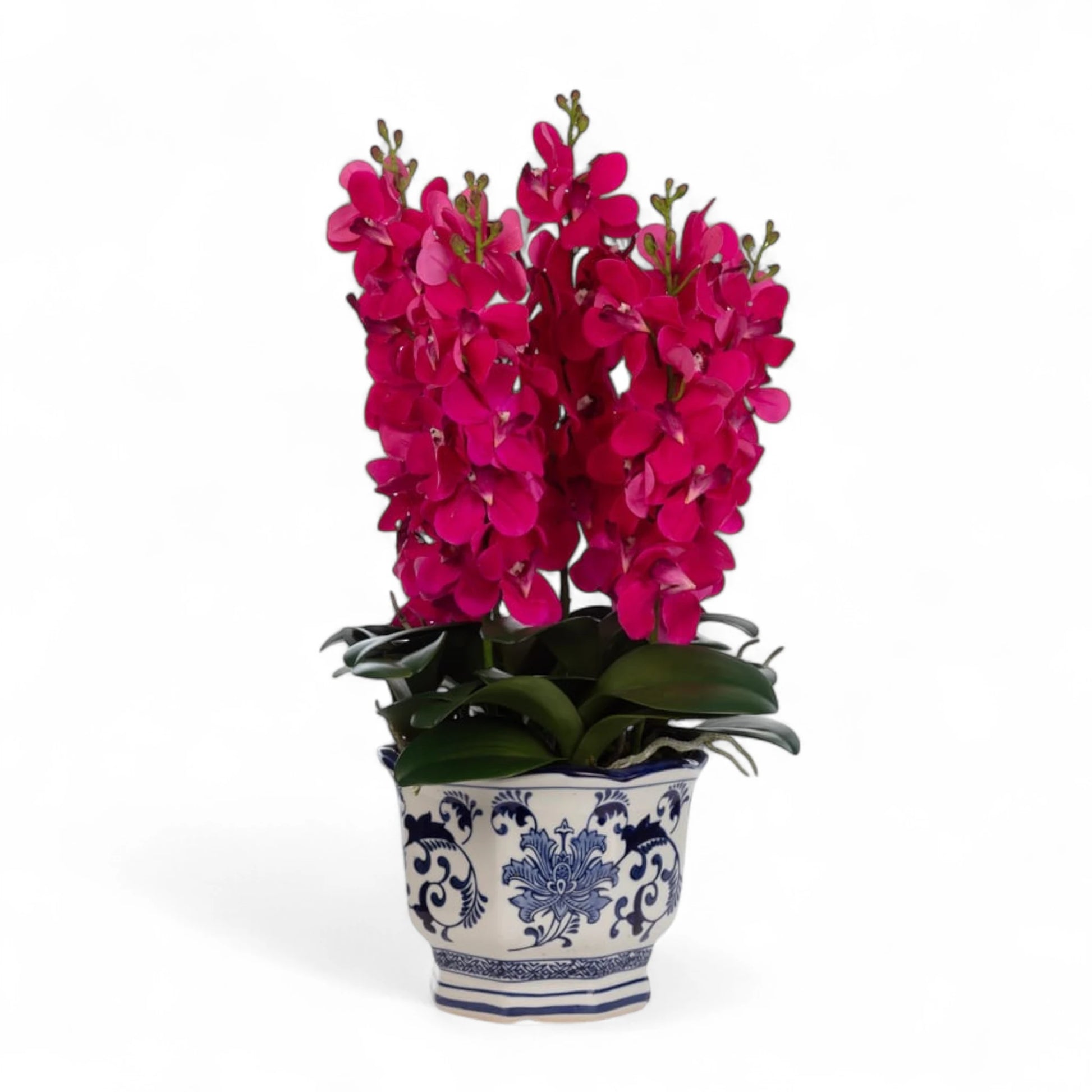 Vanda Orkide Aranjman - Bleu Blanc Vazoda